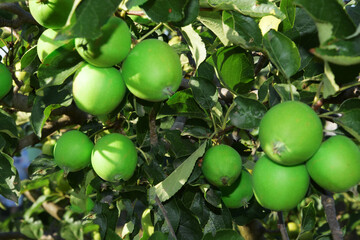 The branch is strewn with green apples. Simirenko apple on a branch among the leaves.