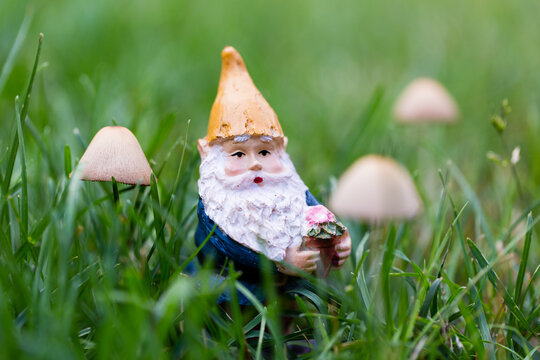 Selective focus horizontal portrait of cute miniature garden gnome in grass surrounded by mower's mushrooms