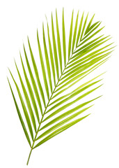 Palm leaf isolated on white background