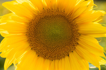 Obraz premium young growing sunflower, with large yellow leaves on a sunny day