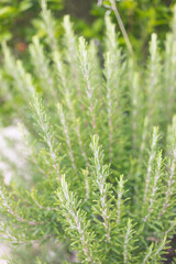 Fototapeta na wymiar Rosemary plant in a sunny garden
