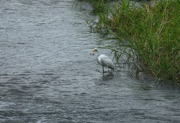 eat pyrami for a heron dinner
