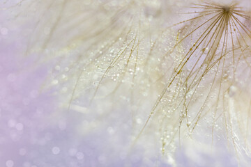 dandelion seeds with water drops. macro. background. bokeh. 