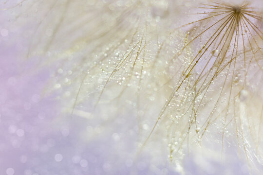 dandelion seeds with water drops. macro. background. bokeh. 
