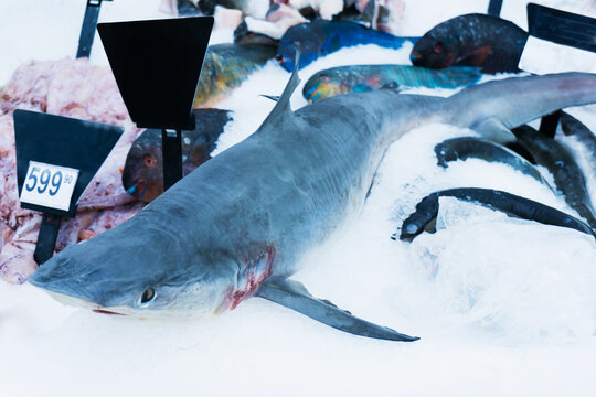 Shark On The Counter In A Seafood Store