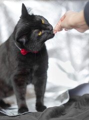 Black cat with yellow eyes wearing a red bow tie eating a treat out of a a woman's hand