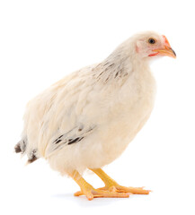 White hen isolated.