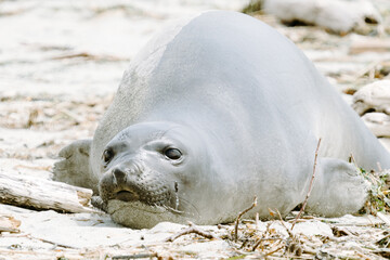 Straight on view of a Northern Elephant Seal lying on a sandy beach