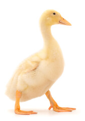 Young cute duckling.