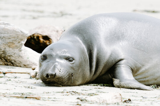 Closeup portrait of a juvenile Northern Elephant Seal on a sandy beach