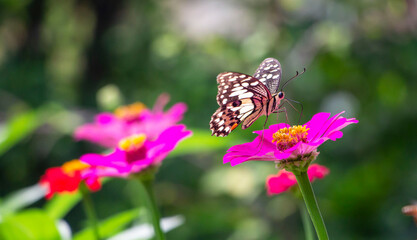 pink zinnia flower with butterfly