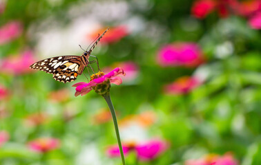 pink zinnia violacea with butterfly on flower