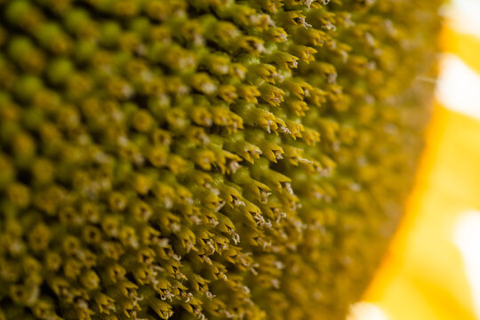 detalle macro de las pipas saliendo de un girasol 