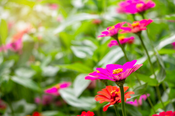 pink Zinnia violacea blooming natural background