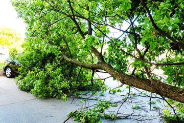 Broken by strong wind tree lying on the car. Hurricane aftermath