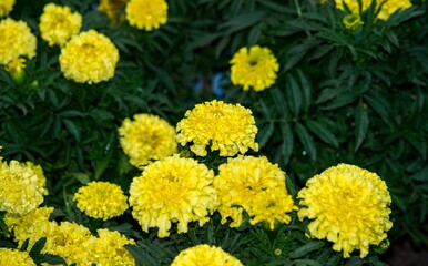 Yellow marigolds. Flowers close up