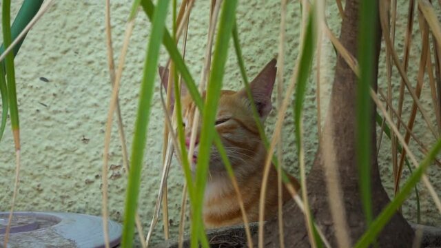 Indian billi breed also known as Indian common cat