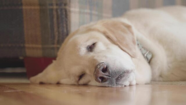 A sleeping Labrador Retriever who is 13 years old.