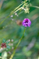 ORCHIDEES SAUVAGE VERCORS FRANCE