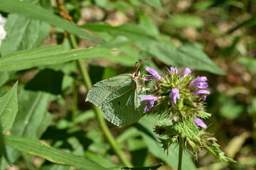 Obraz premium lemongrass butterfly collects nectar from a flower