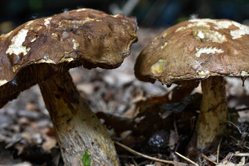 two mushrooms gnawed by snails and beetles