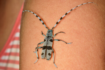 A beetle walks on a man. Rosalia Longicorn - Rosalia alpina or Alpine longhorn beetle, is a large longicorn (family Cerambycidae) that is distinguished by its distinctive markings