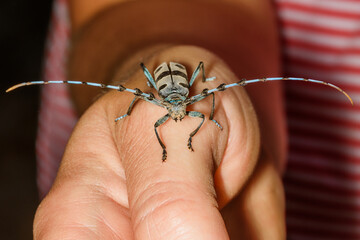 Female Alpine longhorn beetle (Rosalia alpina, Cerambycidae) sitting on a finger 