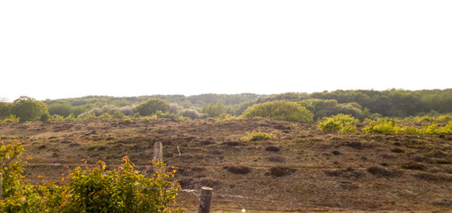 Fototapeta premium Dutch dunes during the spring