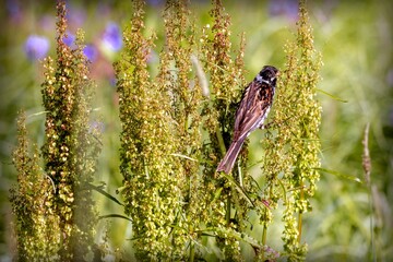 Little songbird looking for seeds among wildflowers