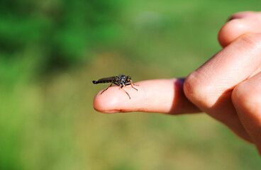 Obraz premium Child holding baby dragonfly on the finger.
