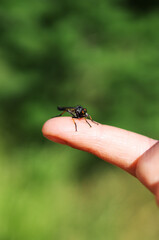 Child holding baby dragonfly on the finger.