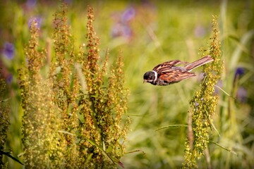 Little songbird looking for seeds among wildflowers