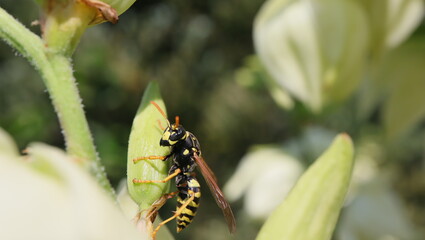 konik polny, kwiat, motyl, insekt, © jarek