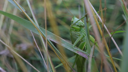 konik polny, kwiat, motyl, insekt, © jarek