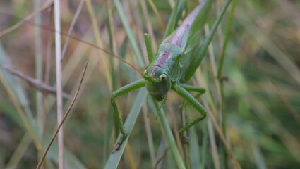 konik polny, kwiat, motyl, insekt, © jarek