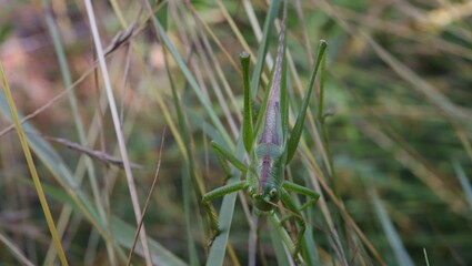 konik polny, kwiat, motyl, insekt, © jarek
