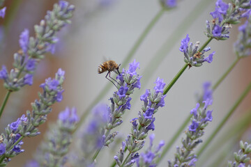 Petite nature : bombylius major