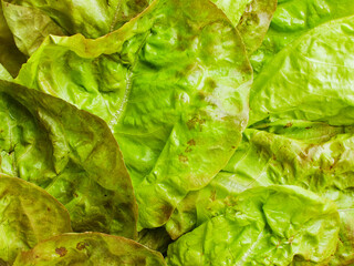 Baby green lettuce