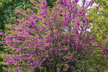 Fototapeta premium Spring nature. Beautiful blooming purple bush