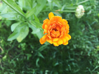 Calendula officinalis blooming in the garden.