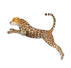 Realistic hand drawn Jaguar jump vector isolated cartoon. Exotic jungle and rainforest symbol big wild cat panther illustration. Isolated animal clipart.
