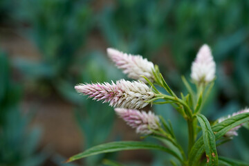 Small pink flamingo celosia plant.