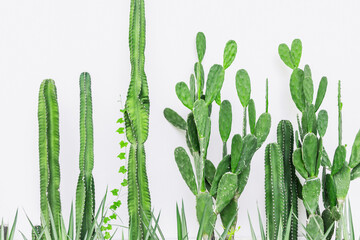 Cactus plant on white wall in modern home interior green botany decoration nature background - obrazy, fototapety, plakaty