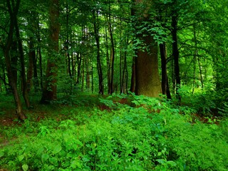 Fototapeta na wymiar Polski las liściasty
