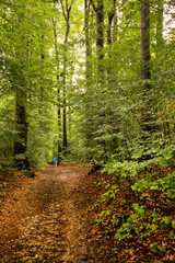 Forest path on the Kapuzinenberg, Salzburg, Europe