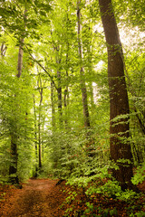 Forest path in Salzburg, Austria, Europe