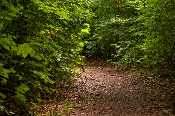Forest path in Salzburg, Austria, Europe