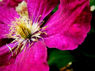 Fioletowy kwiat powojnika