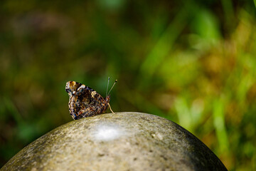 An Admiral Butterfly on a stones