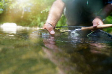 fly fisherman in summer catching a rainbow trout fishing in a mountain river